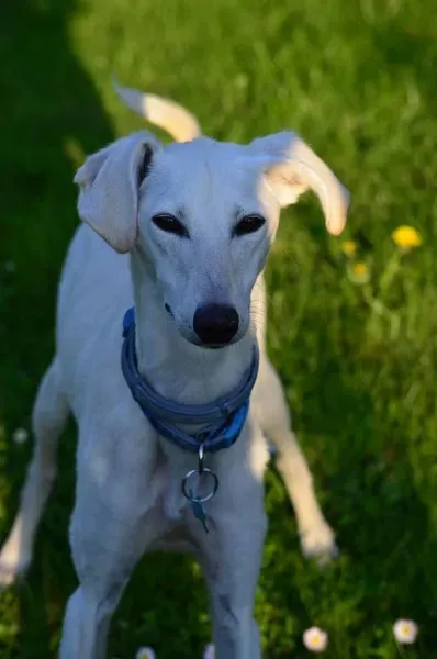 12983893 10207191202833362 7713652627500021080 o