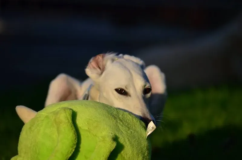 12985493 10207191205313424 8123997011849289474 n