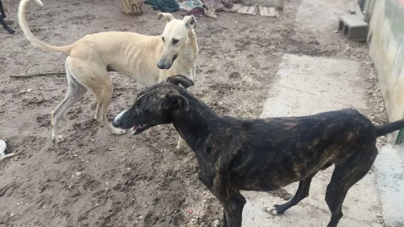 12985608 1009500735800448 2674918793467323380 n