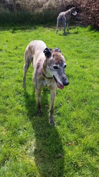 12990907 1026225527469050 6816023501000711144 n