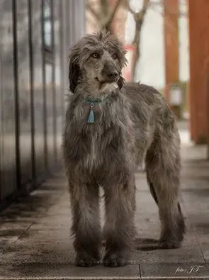 12991061 10206096672991533 5127776789661865220 n