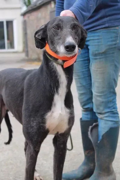 12992828 1025667490858187 669566075 n