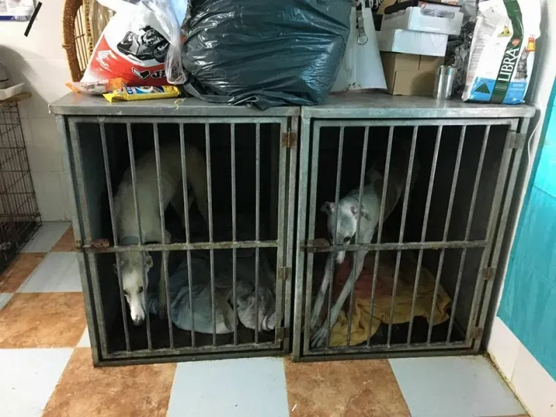 12993489 1007981829285672 724235336721178191 n