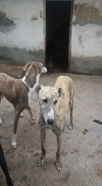 12998470 1009500862467102 8231563913824074666 n