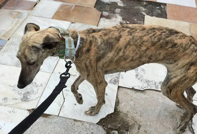 12998673 1009121852505003 2946440755946796767 n