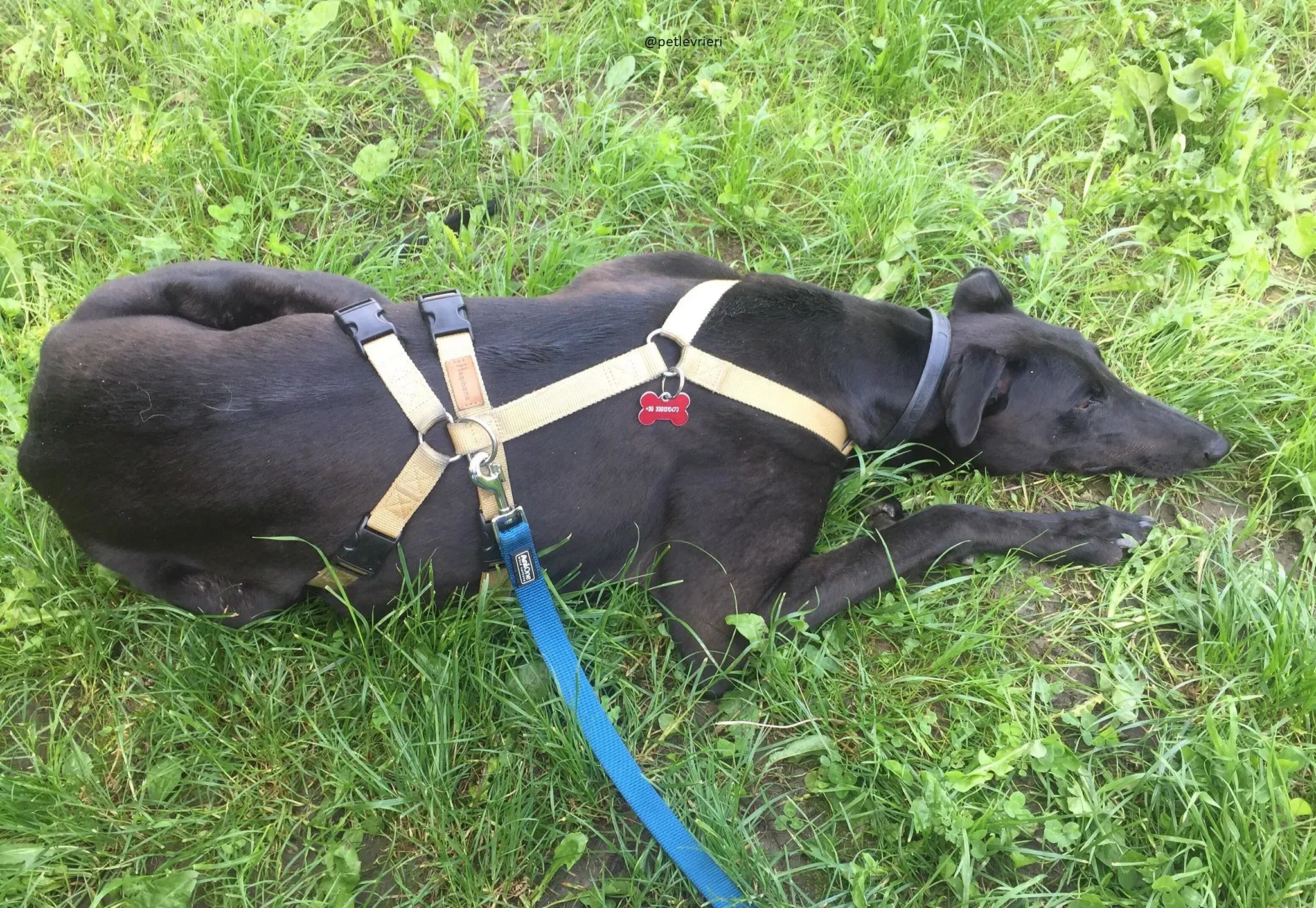 12 Doodle Greyhound rescue petlevrieri petlevrierionlus foster progettofoster