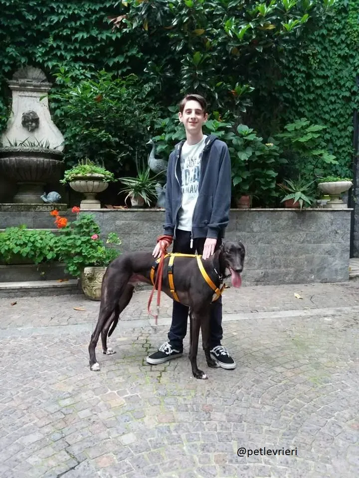 12 Jerry Greyhound rescue petlevrieri petlevrierionlus foster progettofoster
