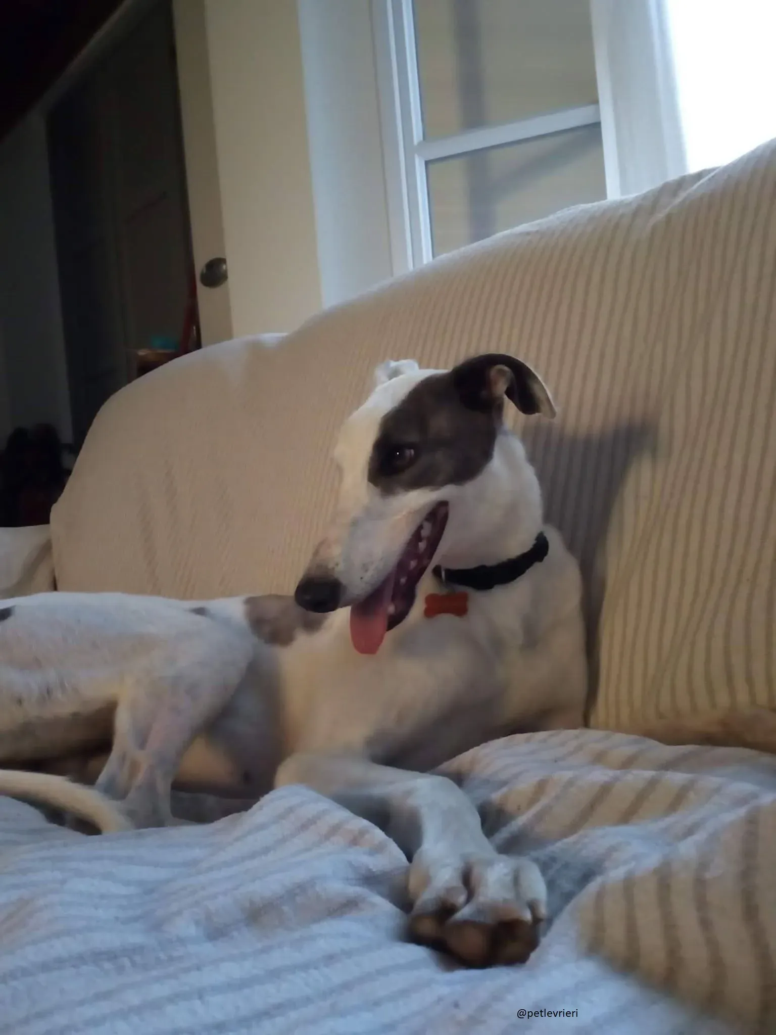 12 Spark Greyhound rescue petlevrieri petlevrierionlus foster progettofoster