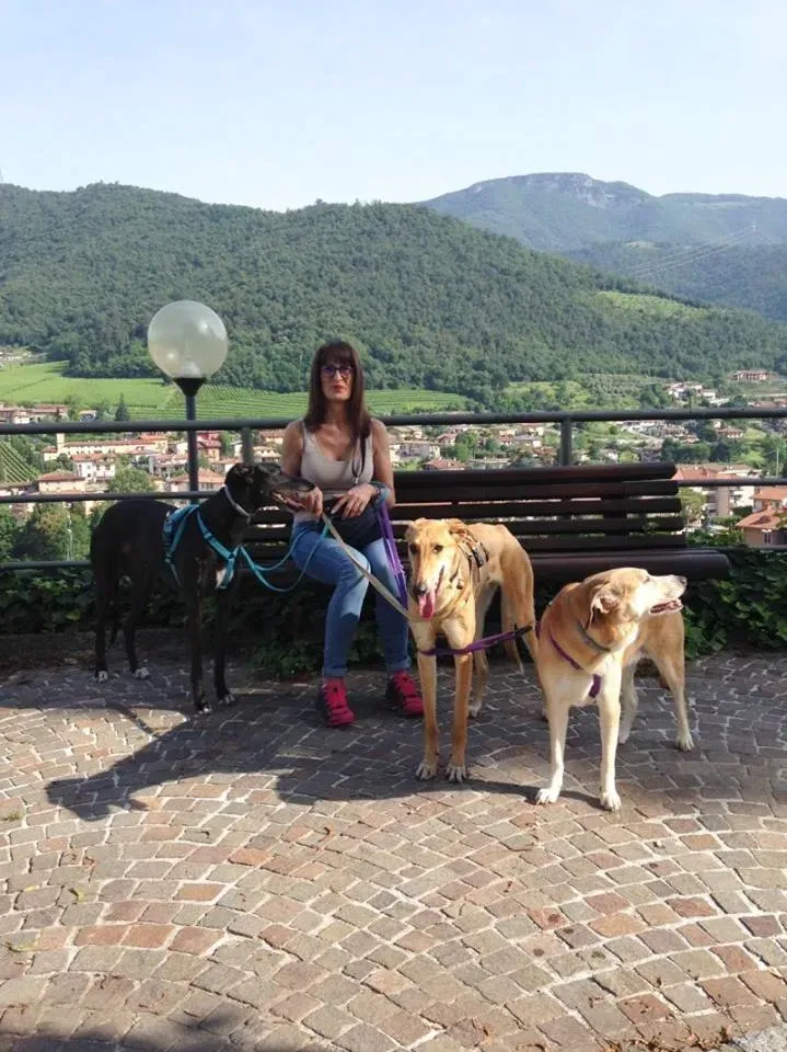 12 Steve lurcher petlevrierionlus adozione foster fostering