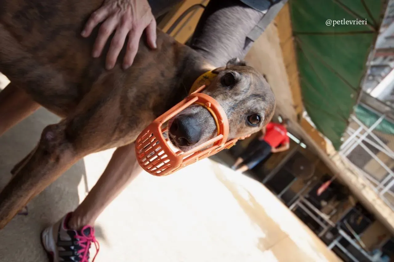 12 aogiri sen adozione greyhound macao