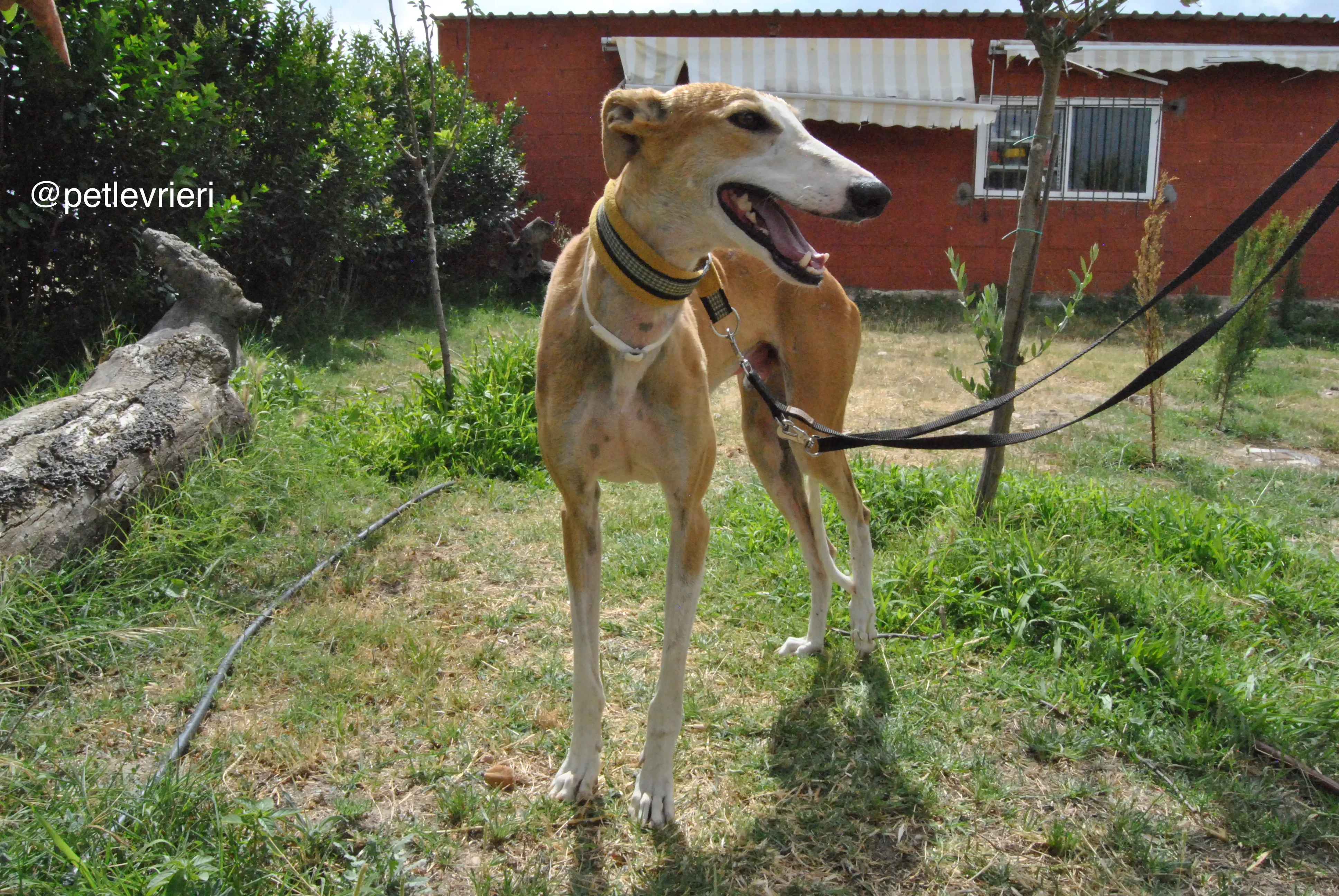 12 bisky adozione levrieri galgo