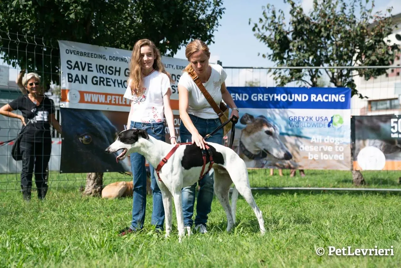 12 bob adozione levrieri greyhound
