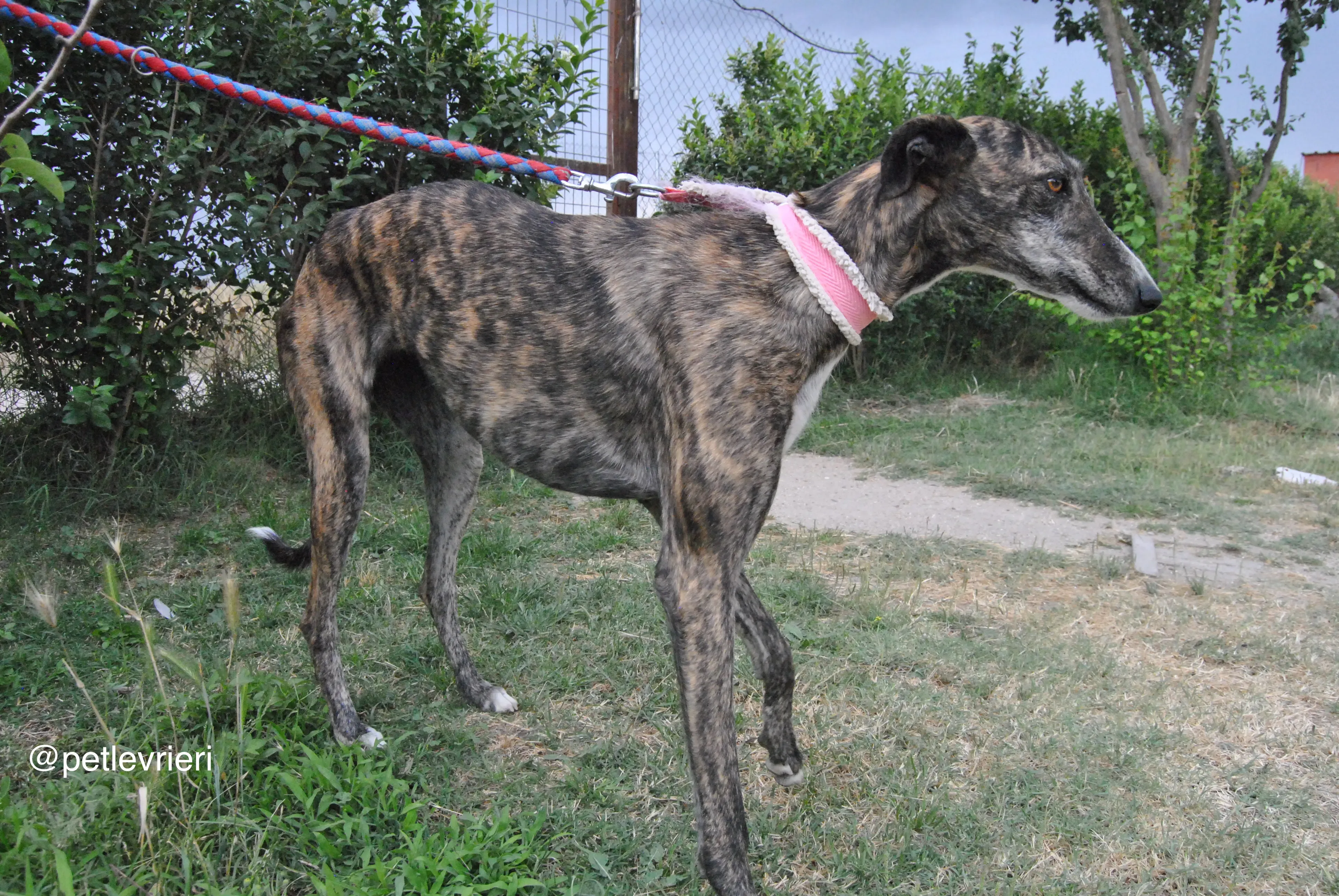 12 brandy adozione levrieri galgo