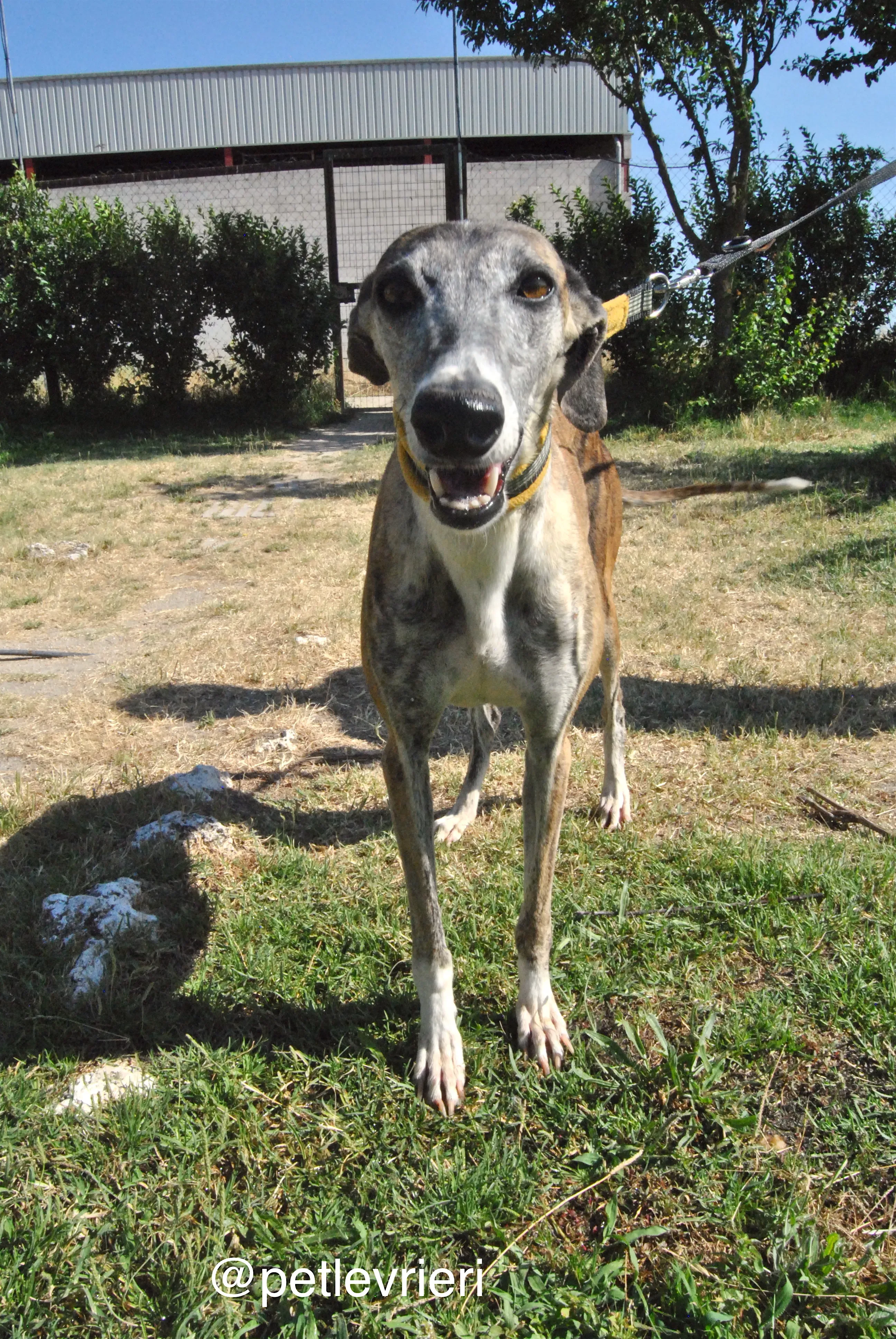 12 campanera adozione levrieri galgo