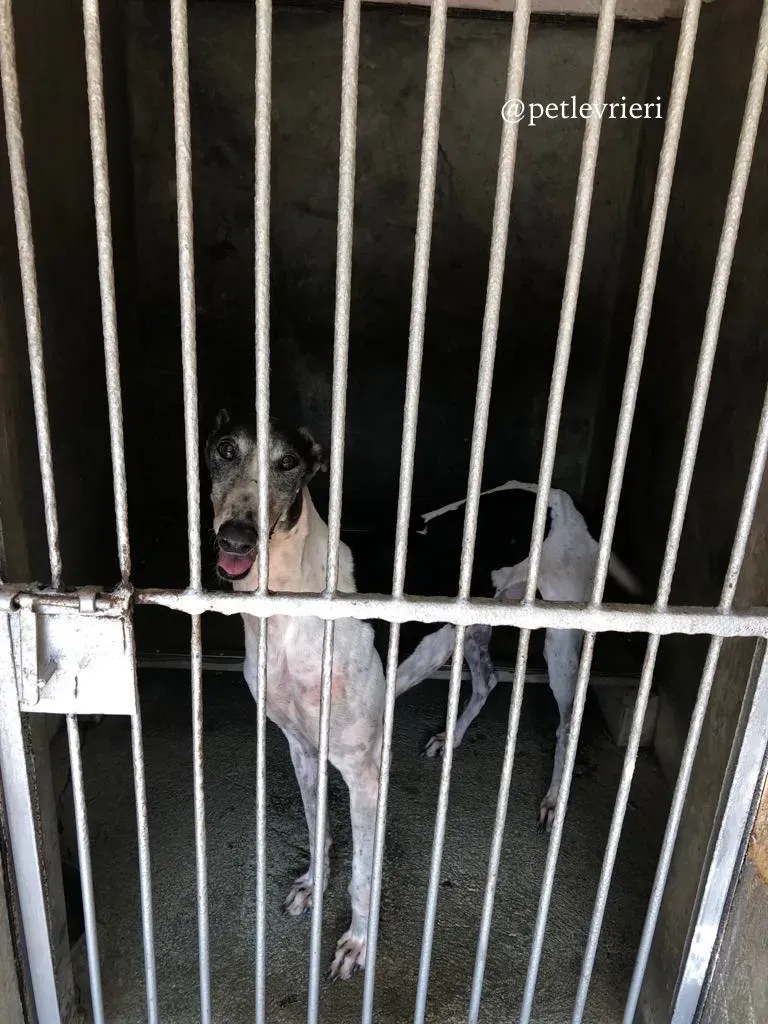 12 cyns crusader adozione greyhound macau