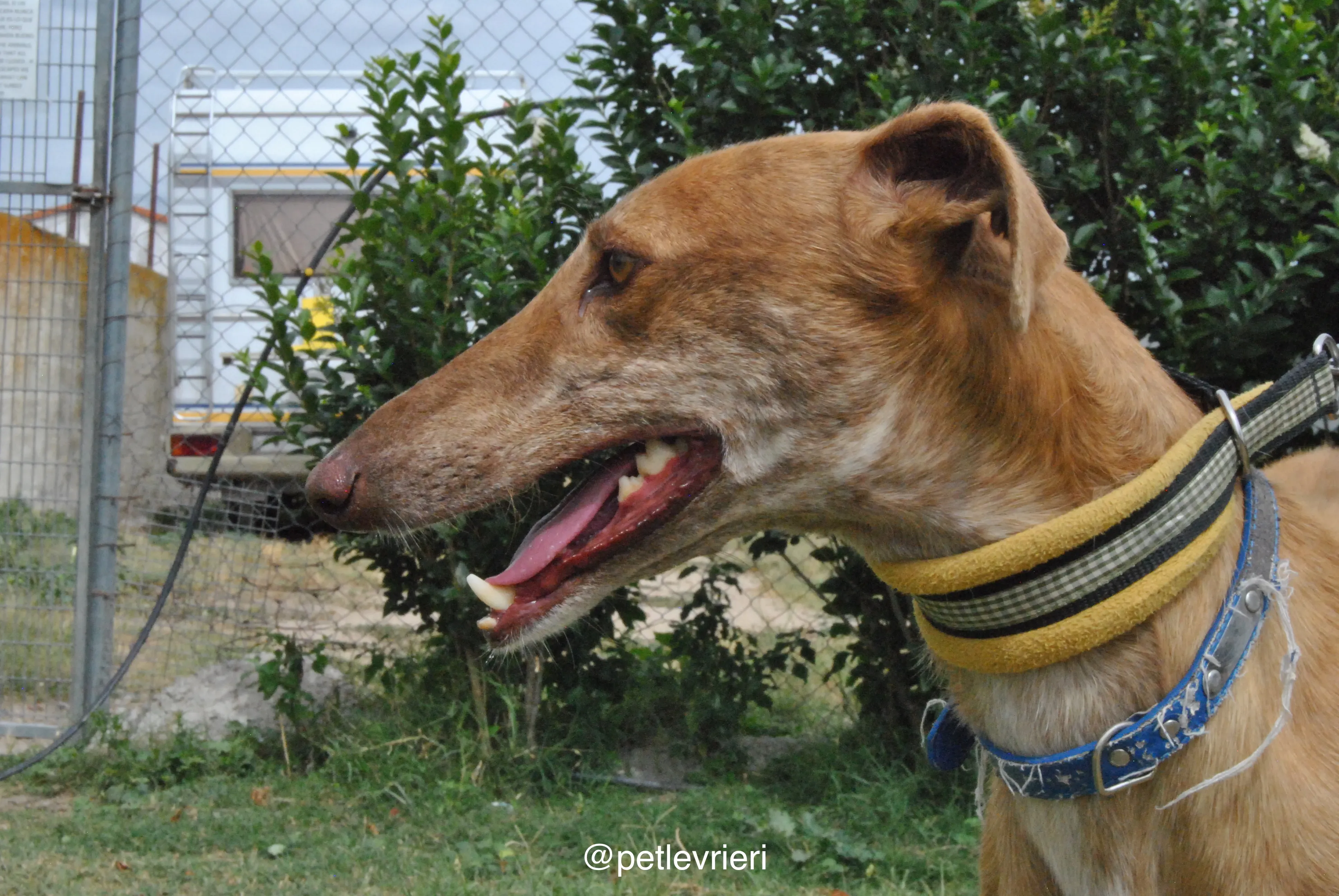 12 dali adozione levrieri galgo