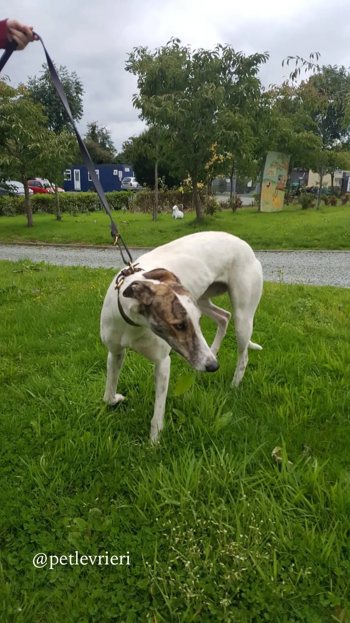 12 deva adozione greyhound