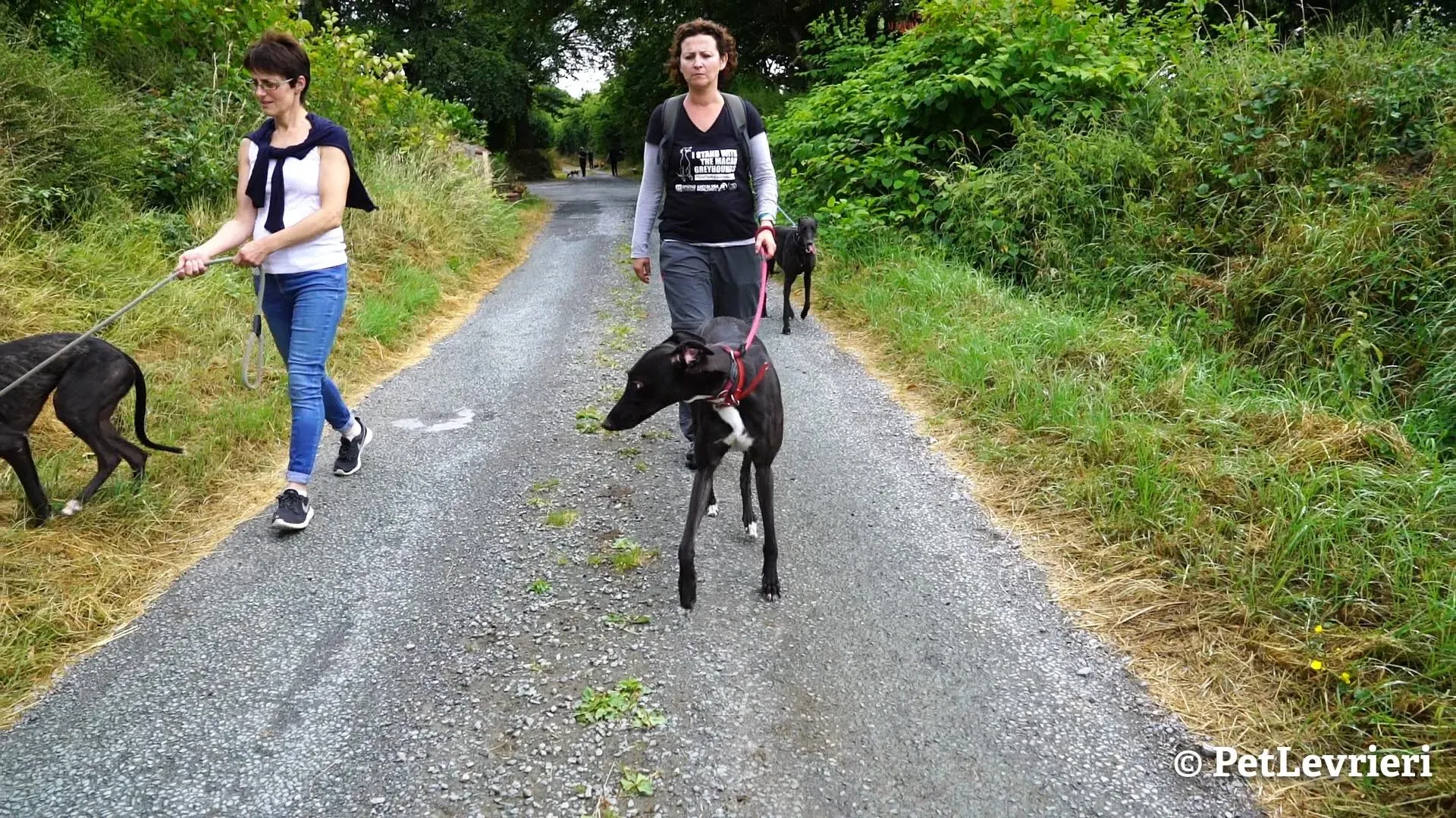 12 ed adozione levrieri greyhound