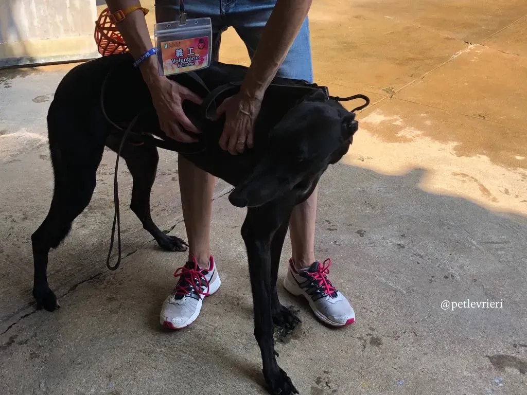 12 fear the beat adozione greyhound macao