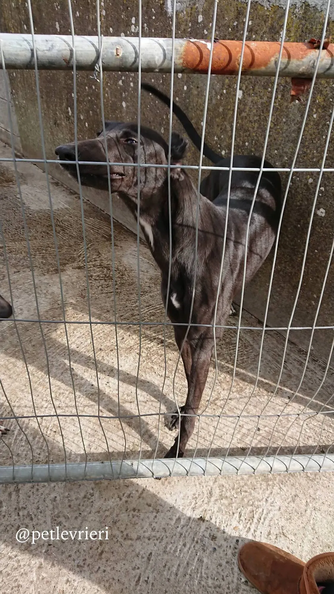 12 folami adozione levrieri greyhound
