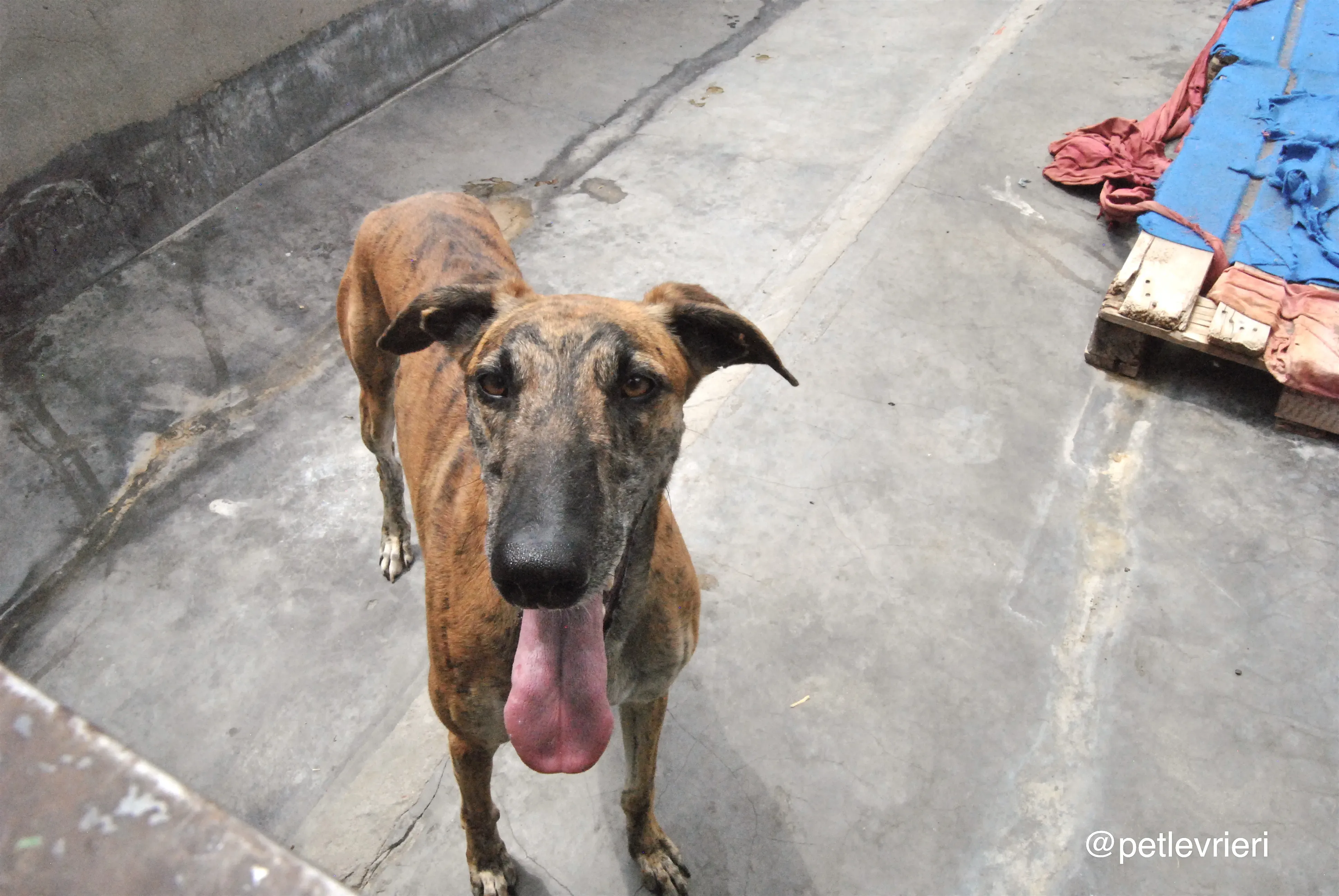 12 furia adozione levrieri galgo 1