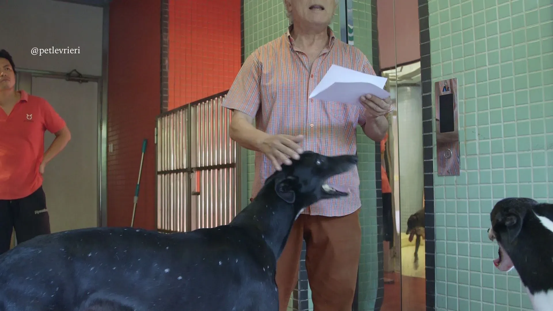 12 high mantenace adozione greyhound macao