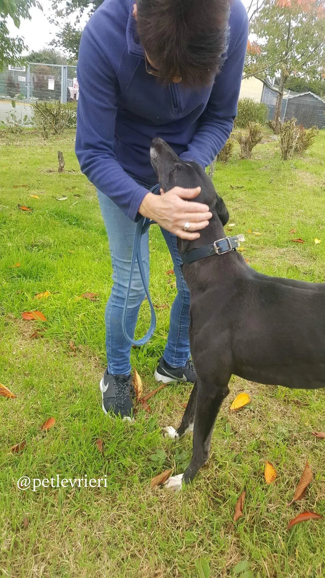 12 hilary adozione levrieri greyhound