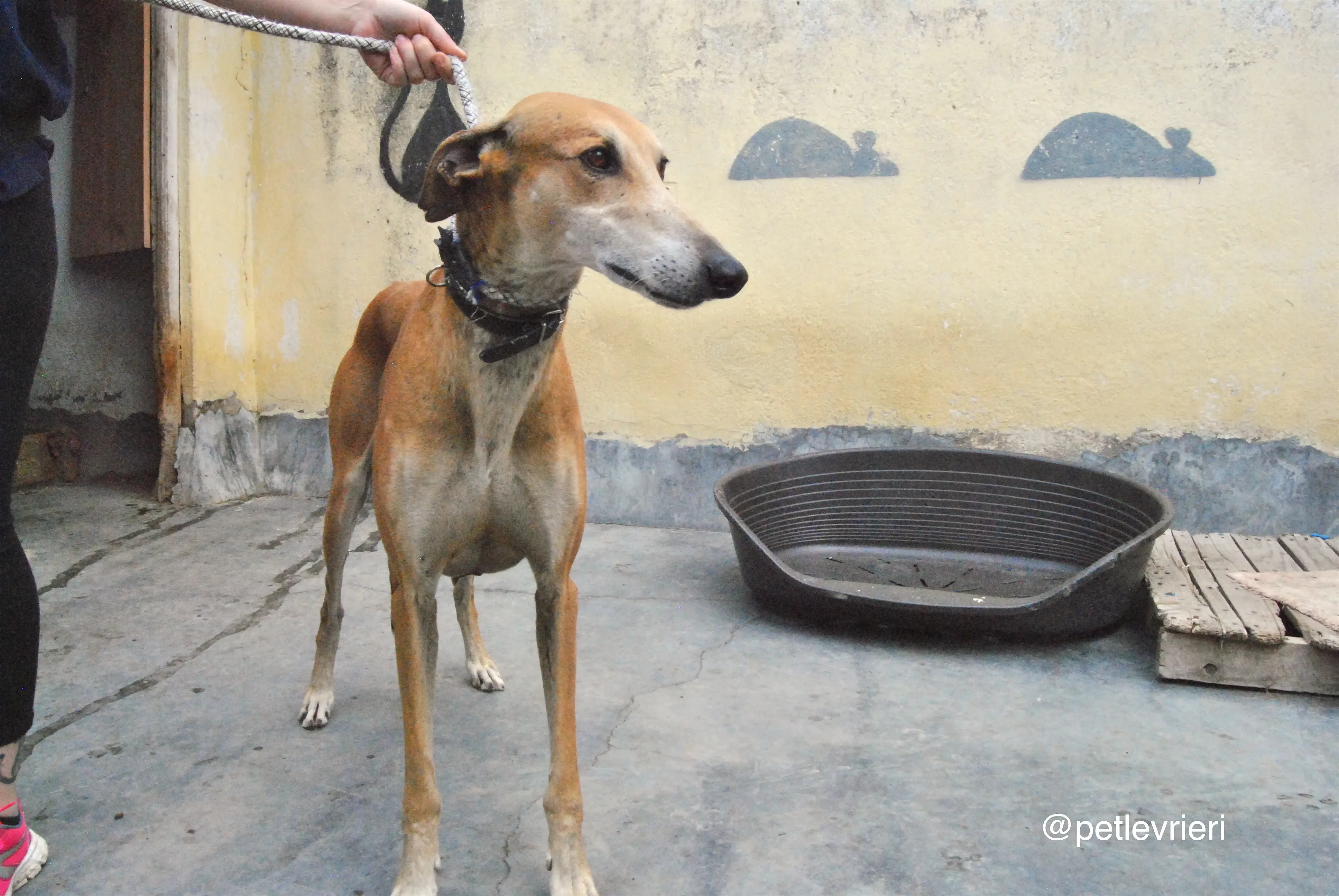 12 imperio adozione levrieri galgo