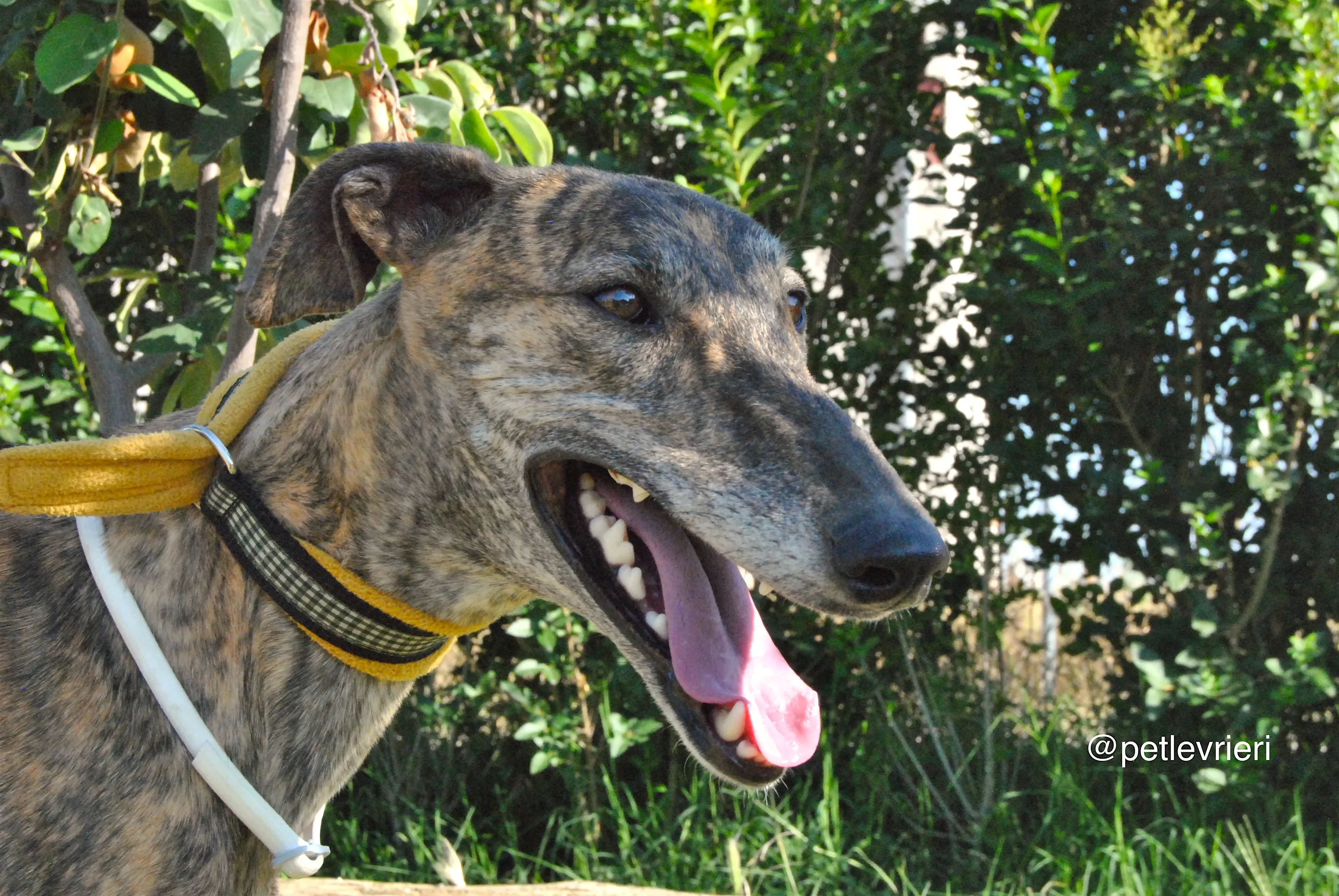 12 jara adozione levrieri galgo 1