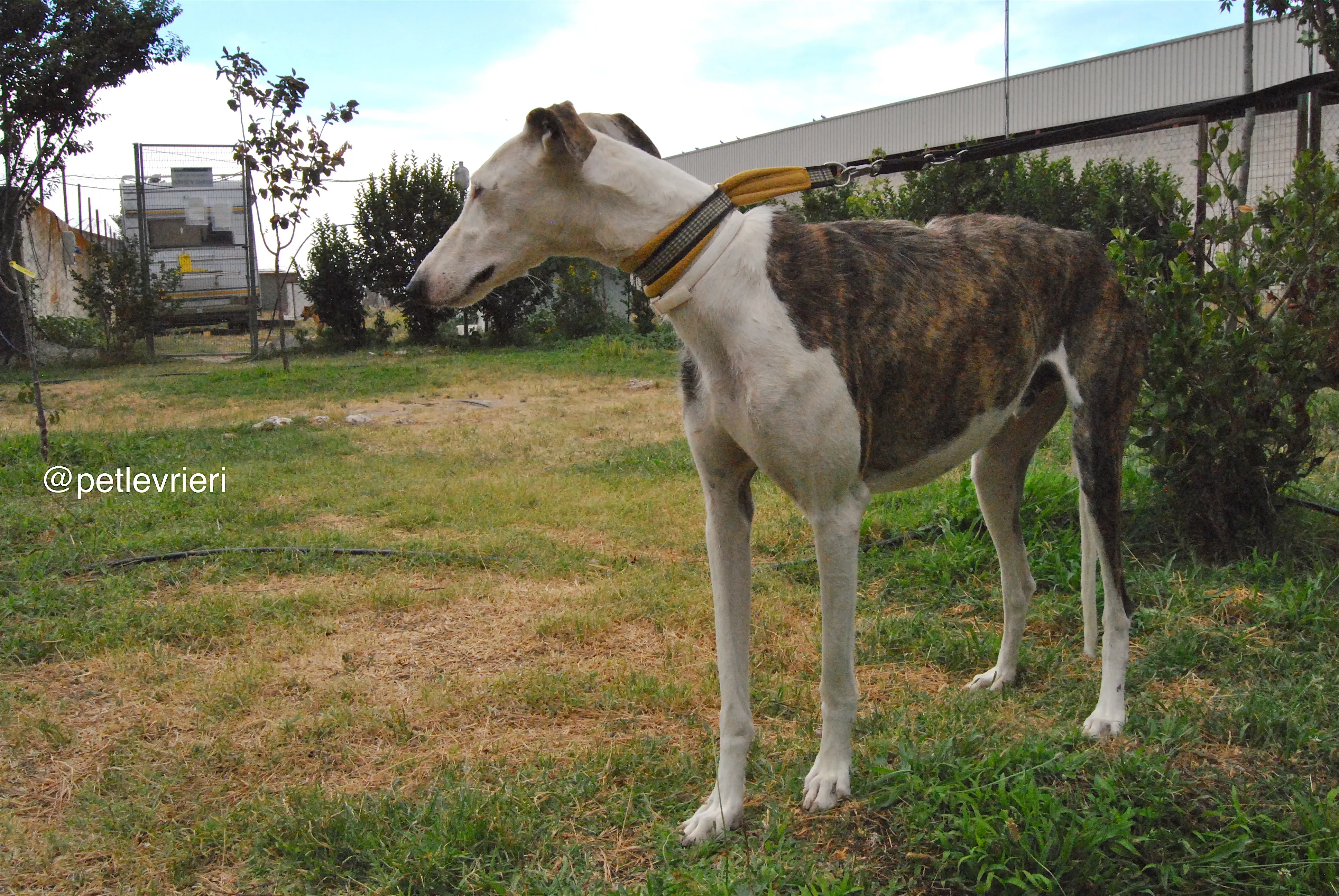 12 josua adozione levrieri galgo