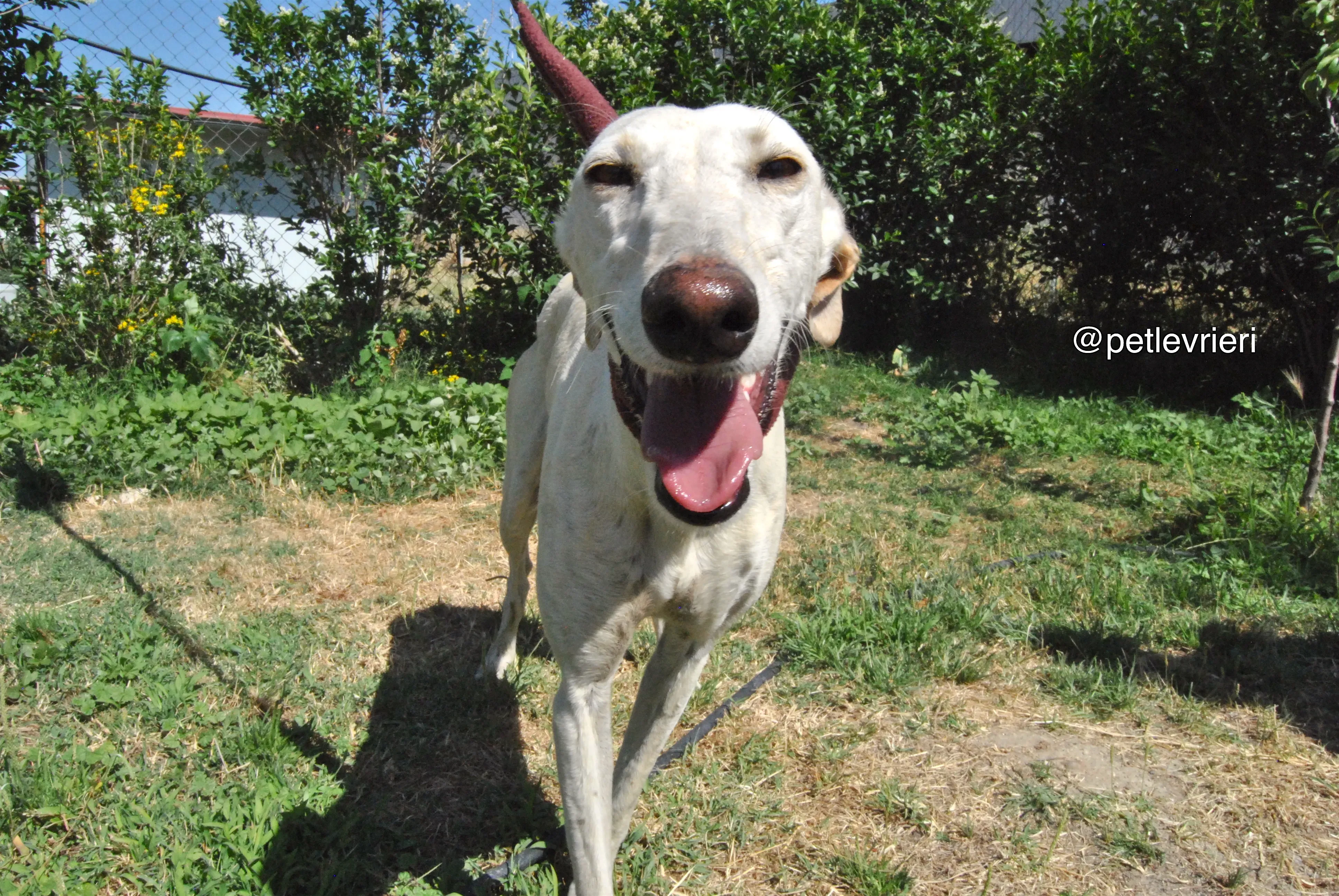 12 laila adozione levrieri galgo