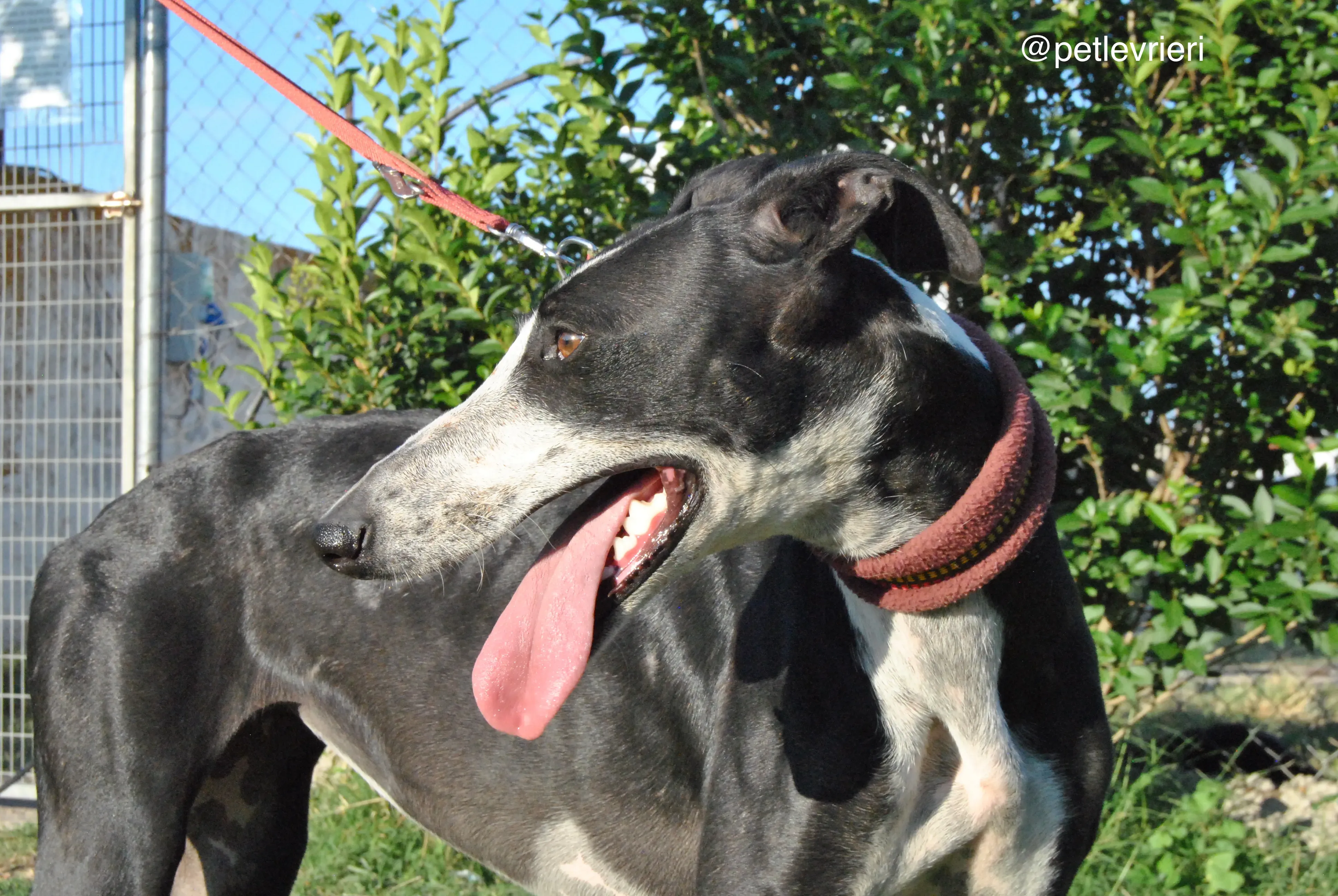 12 lili adozione levrieri galgo
