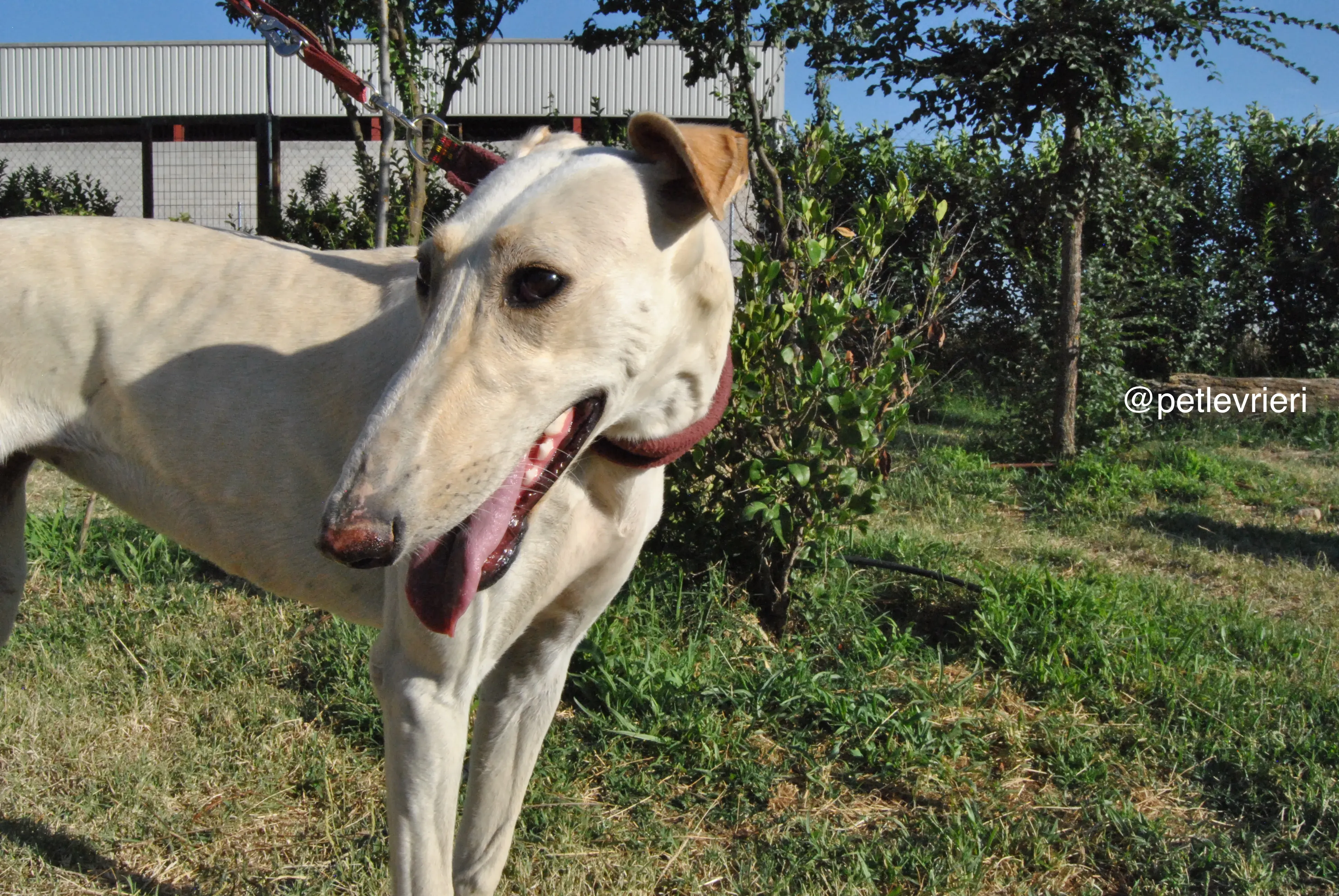 12 mari adozione levrieri galgo