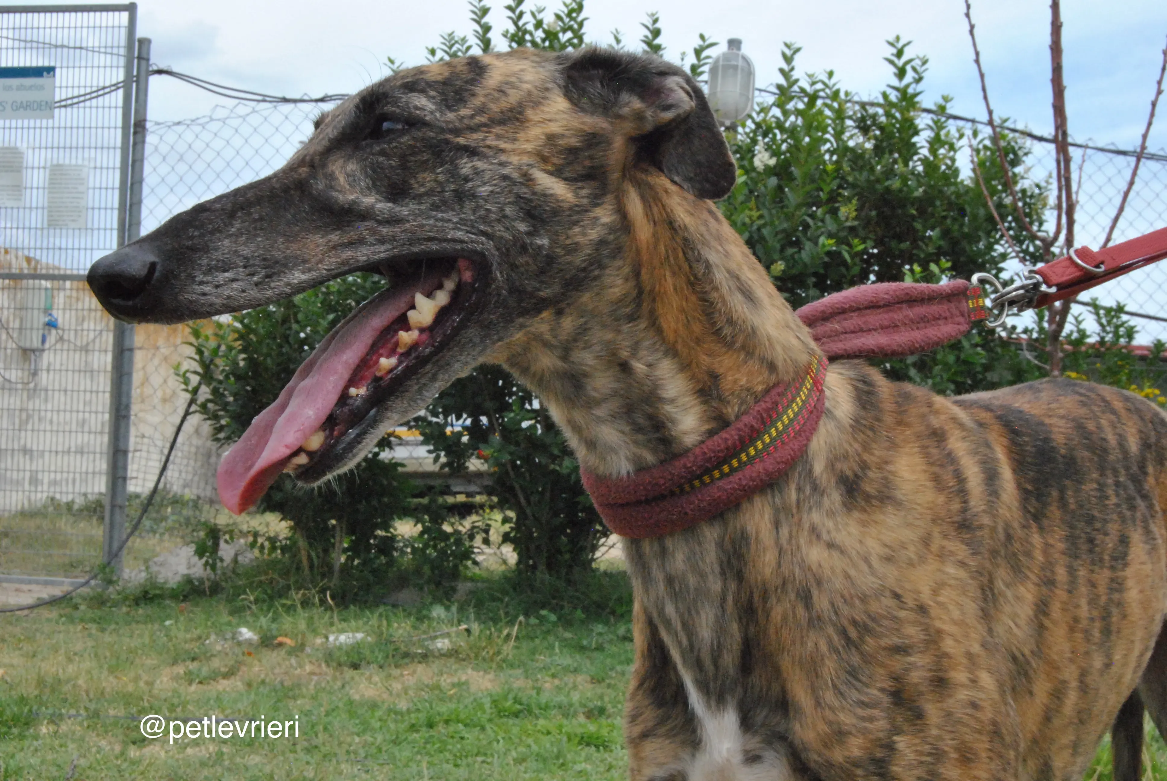 12 meribel adozione levrieri galgo