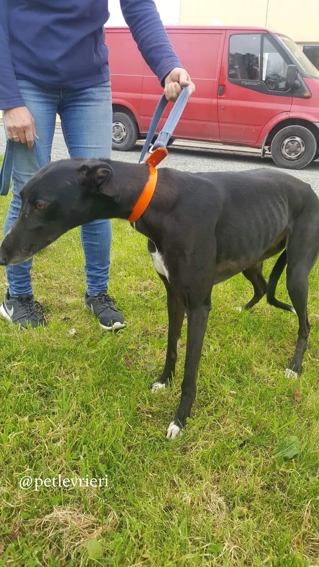 12 miss alice adozione levrieri greyhound