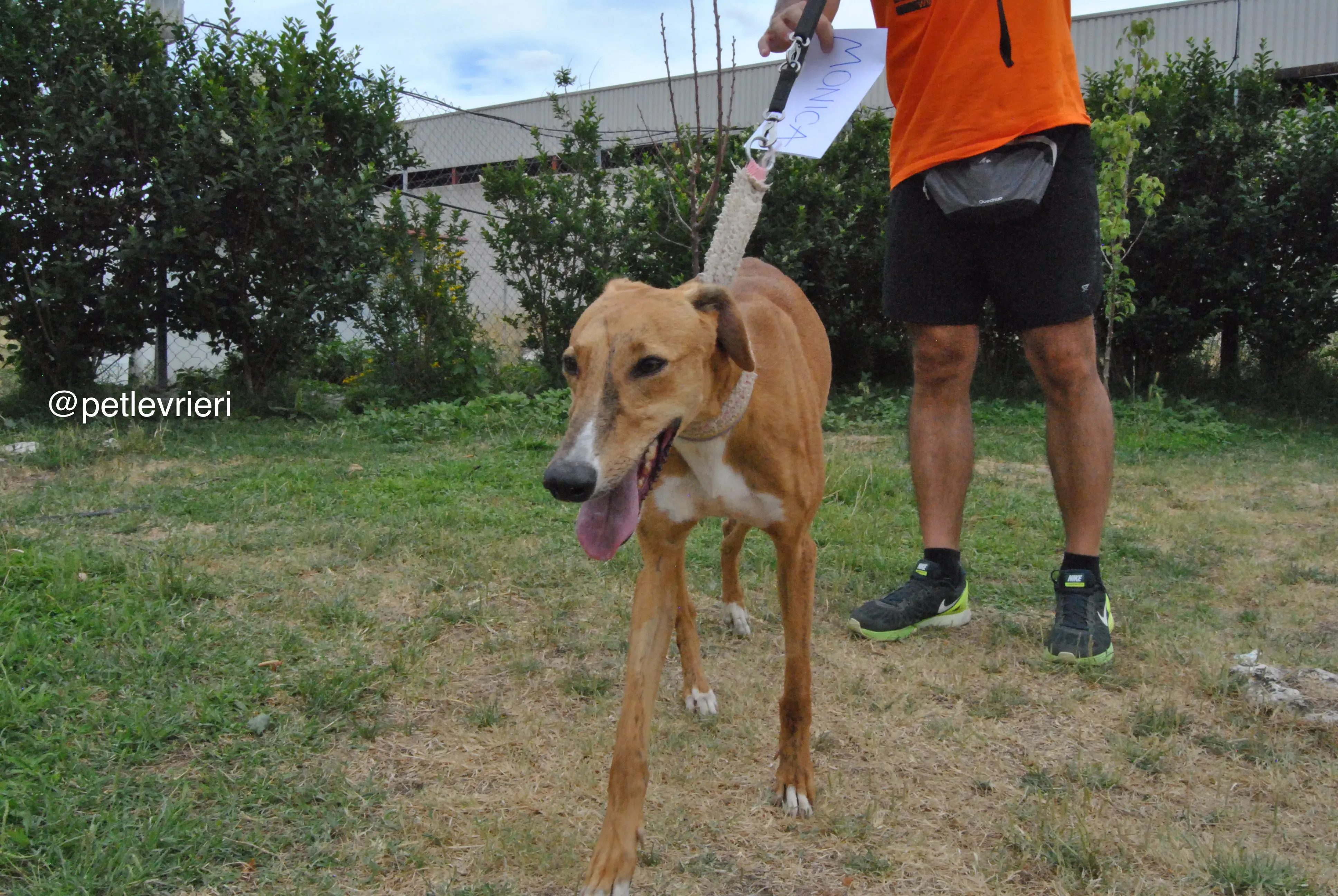 12 monica adozione levrieri galgo