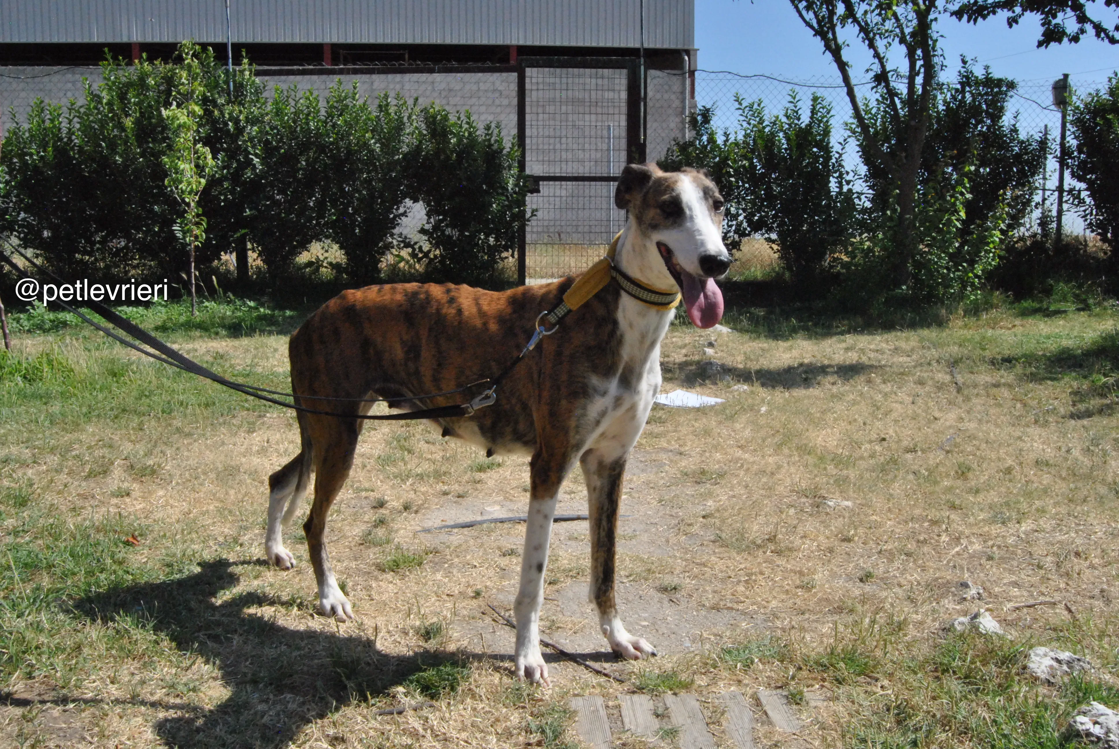 12 mumush adozione levrieri galgo