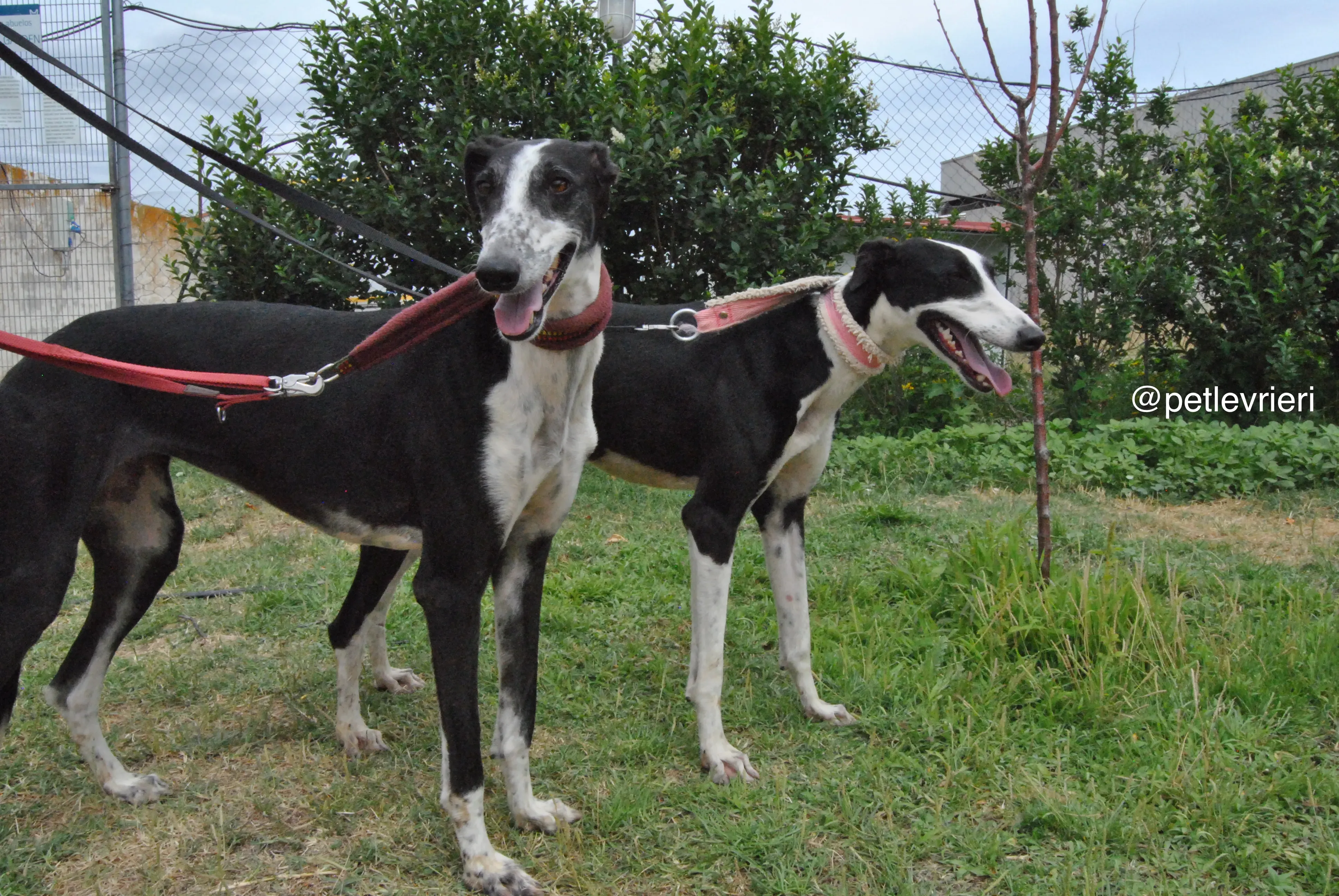 12 olga katarina adozione levrieri galgo
