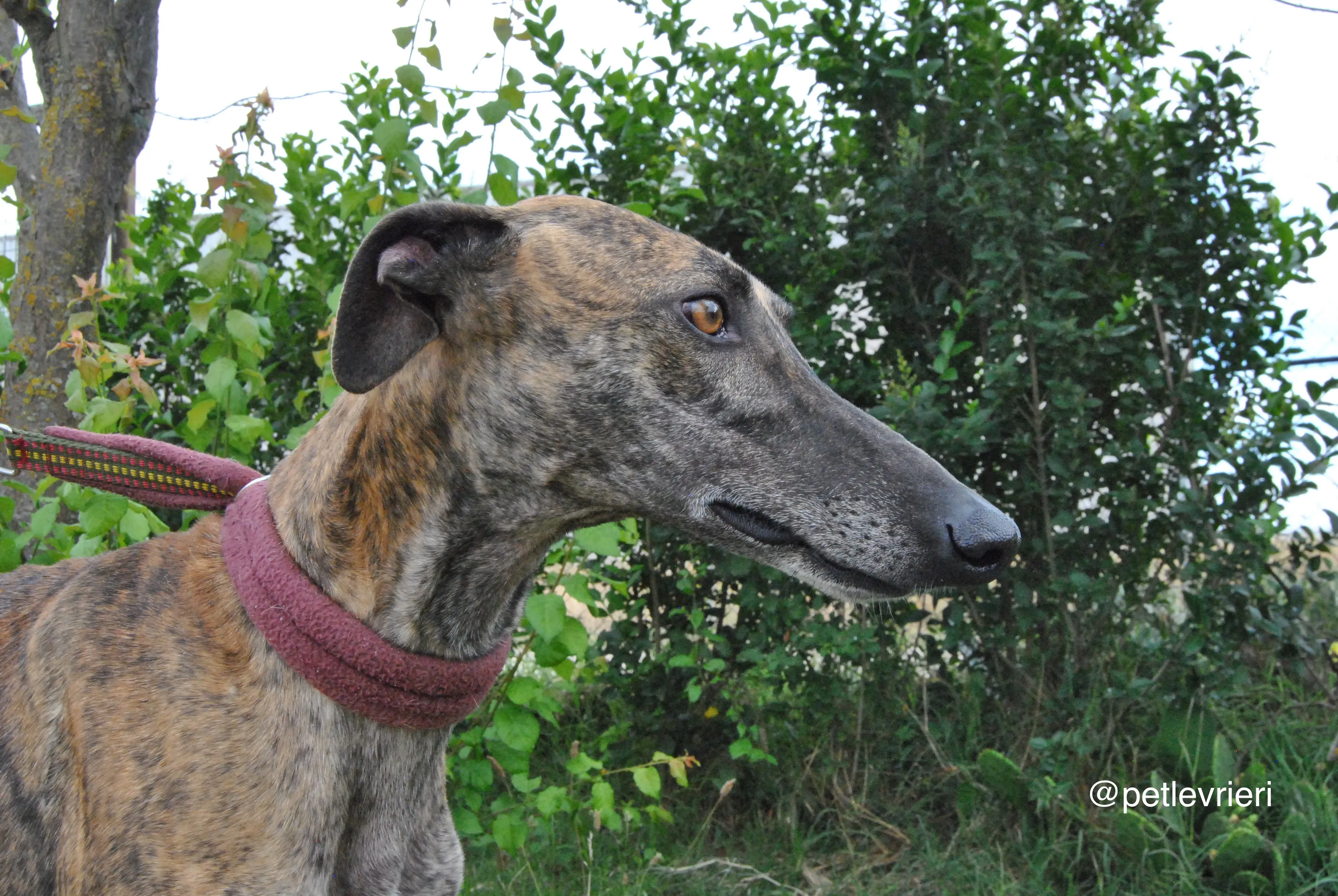 12 orion adozione levrieri galgo