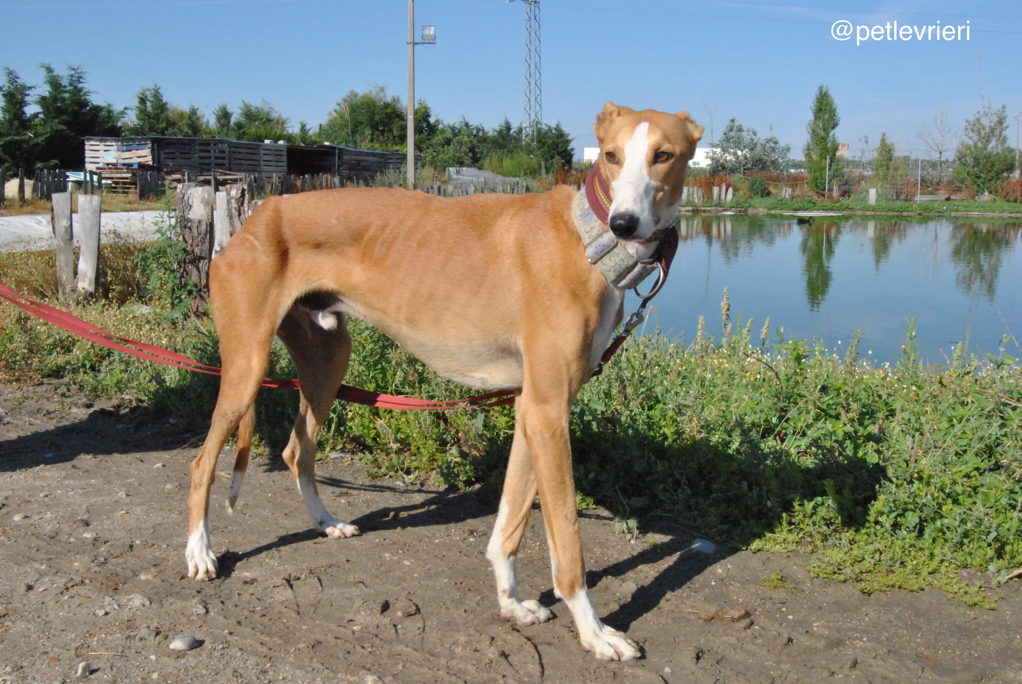 12 patas adozione levrieri galgo
