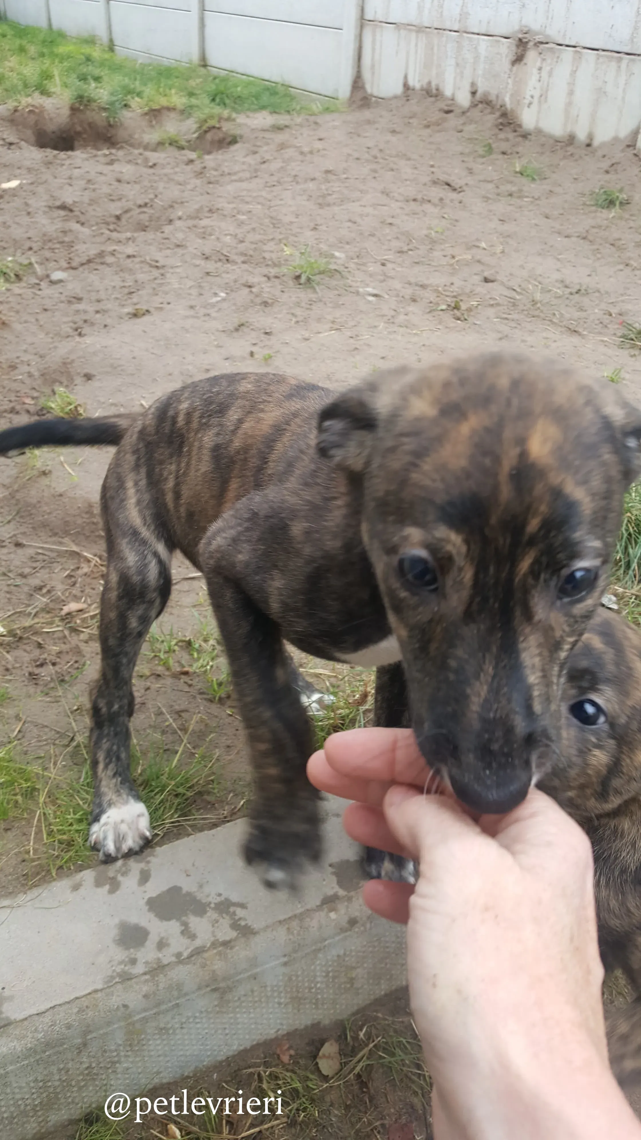 12 puppy adozione greyhound