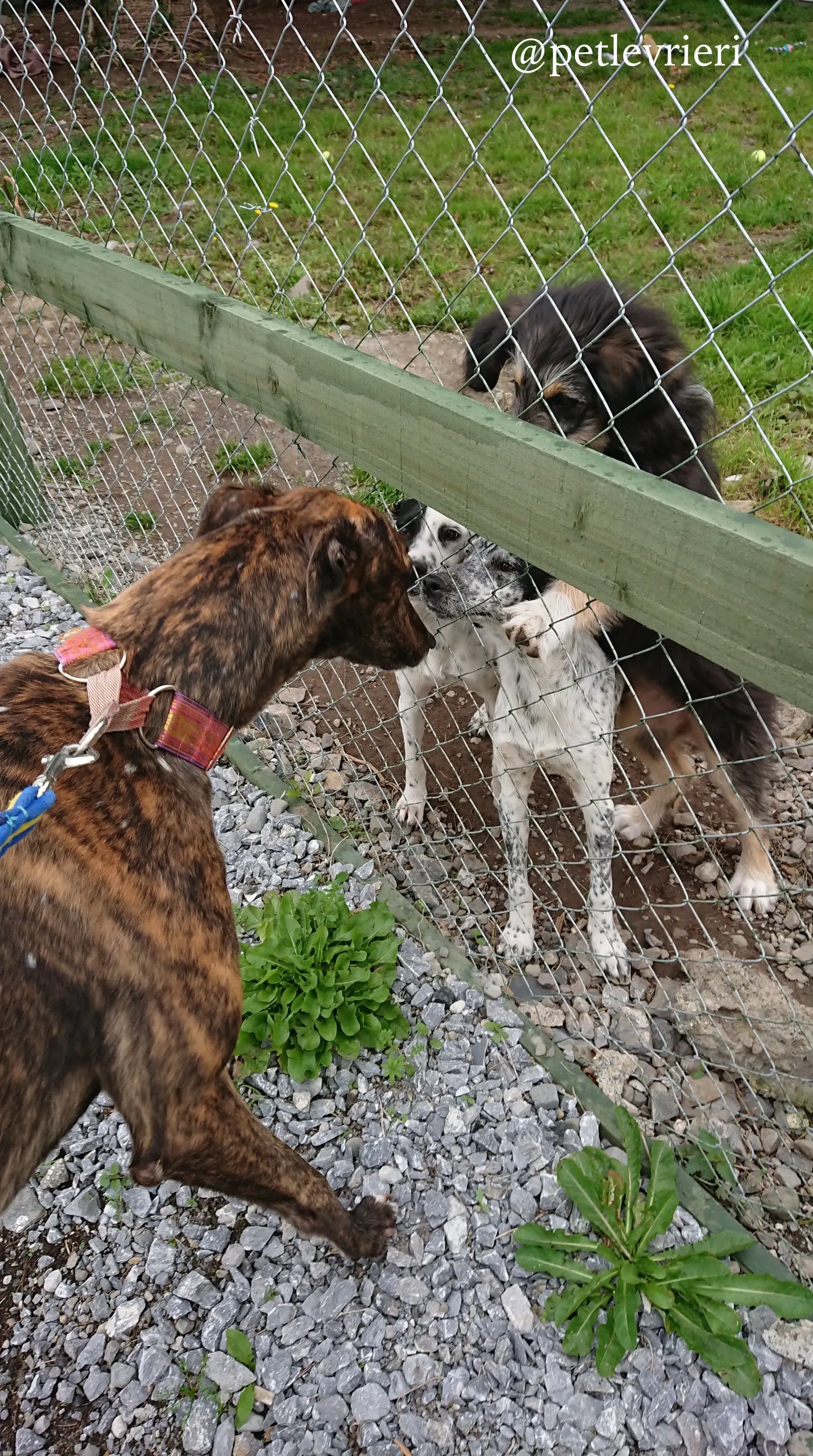 12 rodney adozione levrieri greyhound