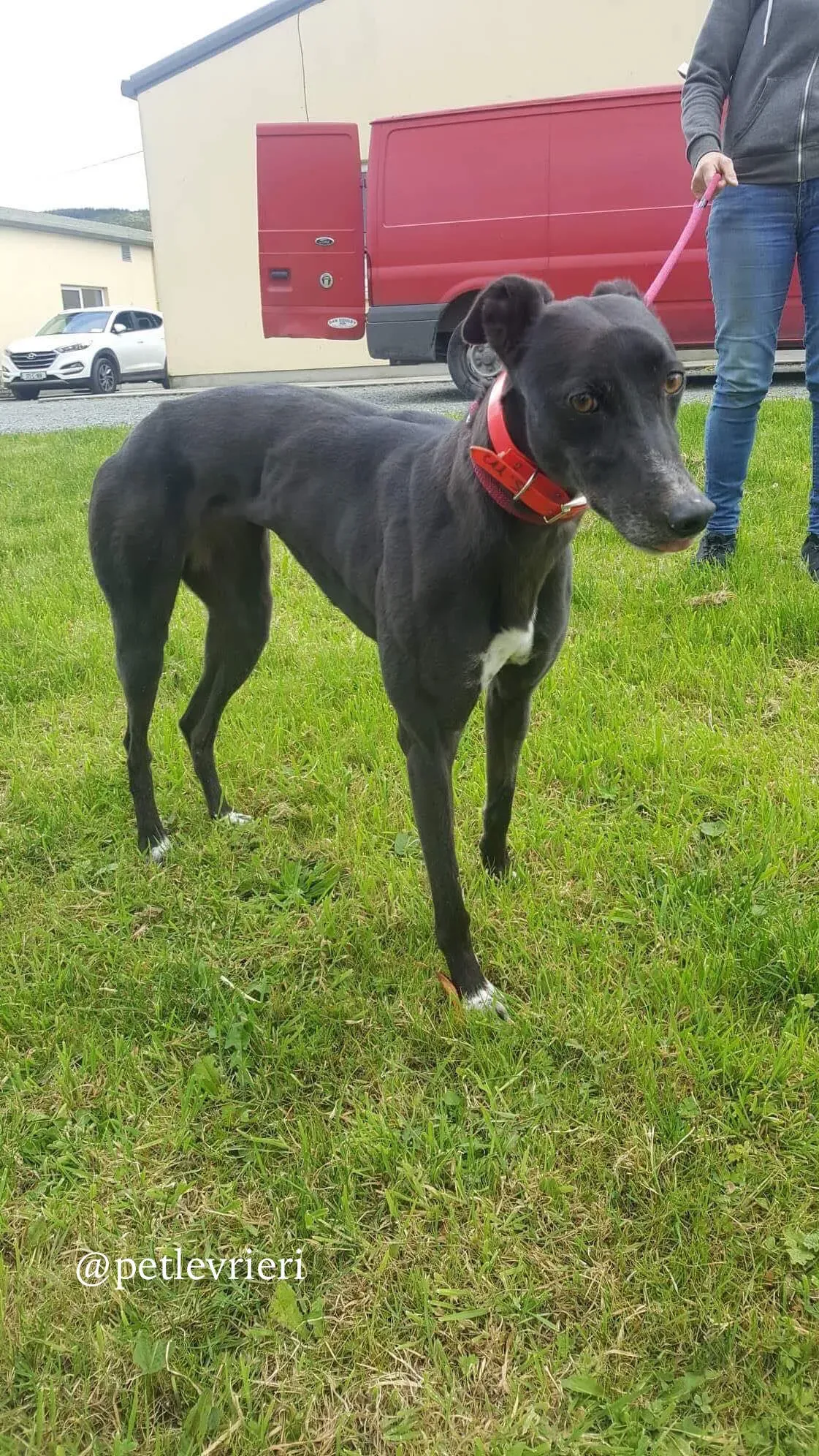 12 rosie adozione levrieri greyhound