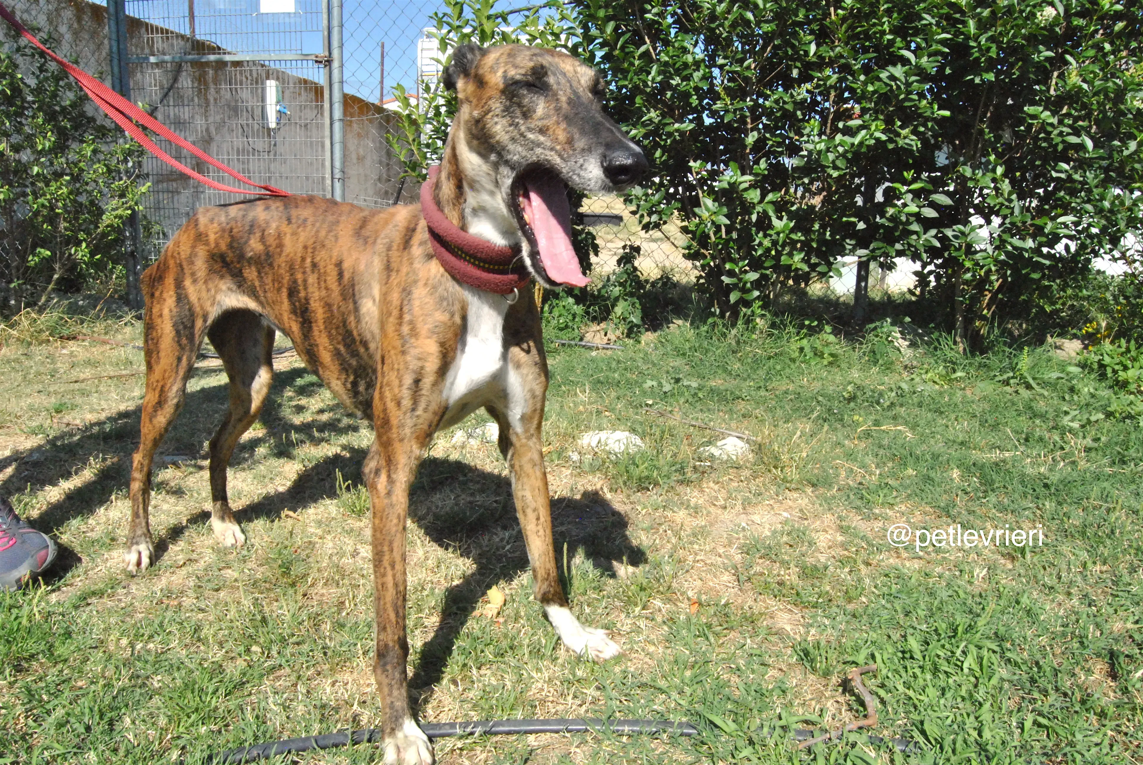 12 sevillana adozione levrieri galgo