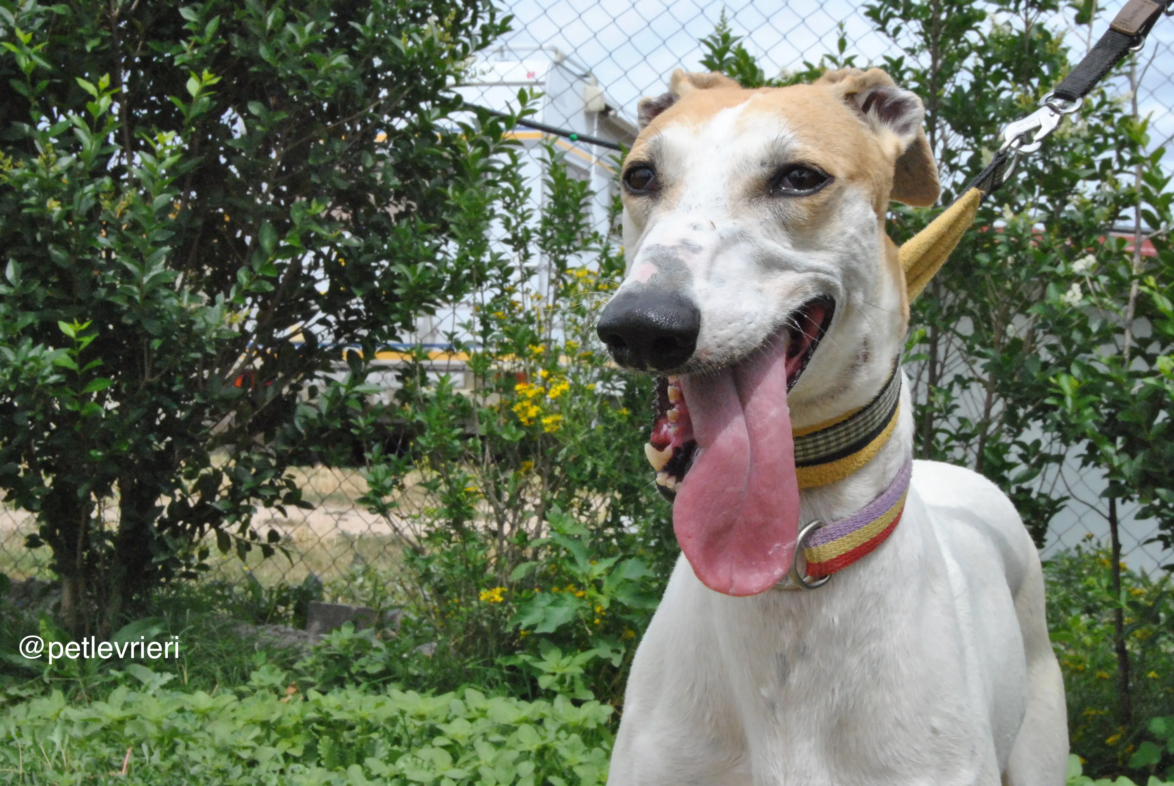 12 soda adozione levrieri galgo