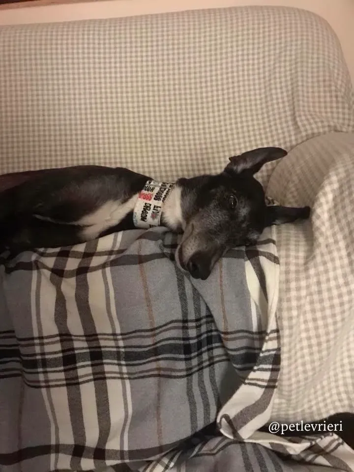 12 sparky adozione greyhound macao