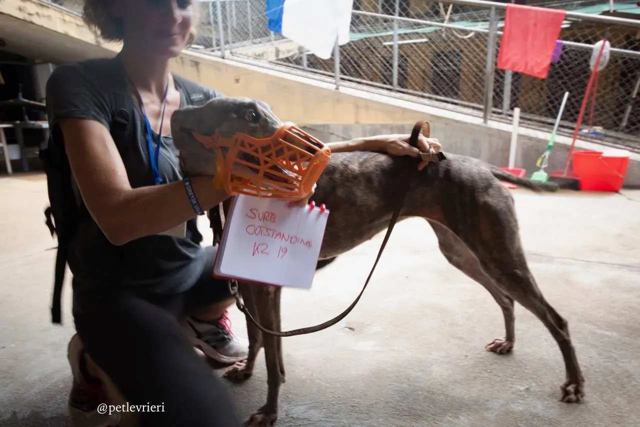 12 sure outstanding adozione greyhound macao