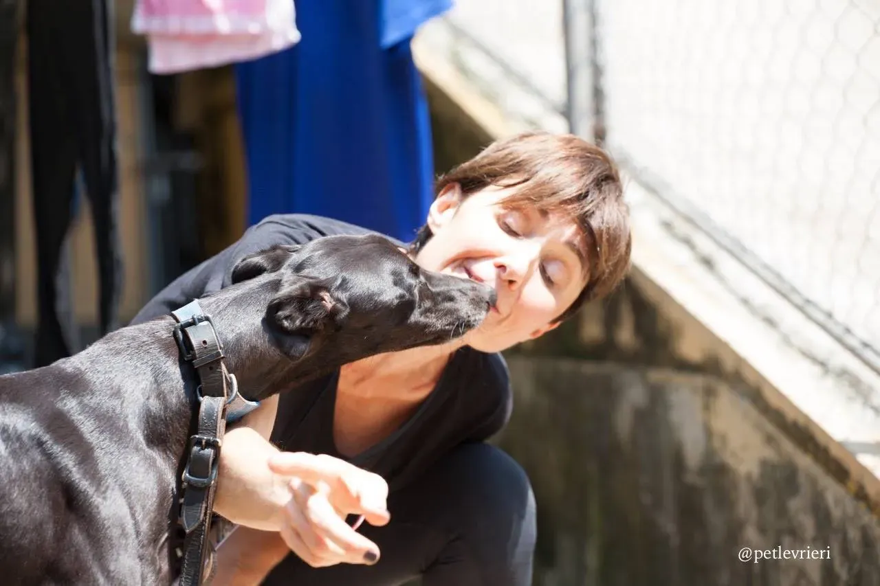 12 sweet choice adozione greyhound macao