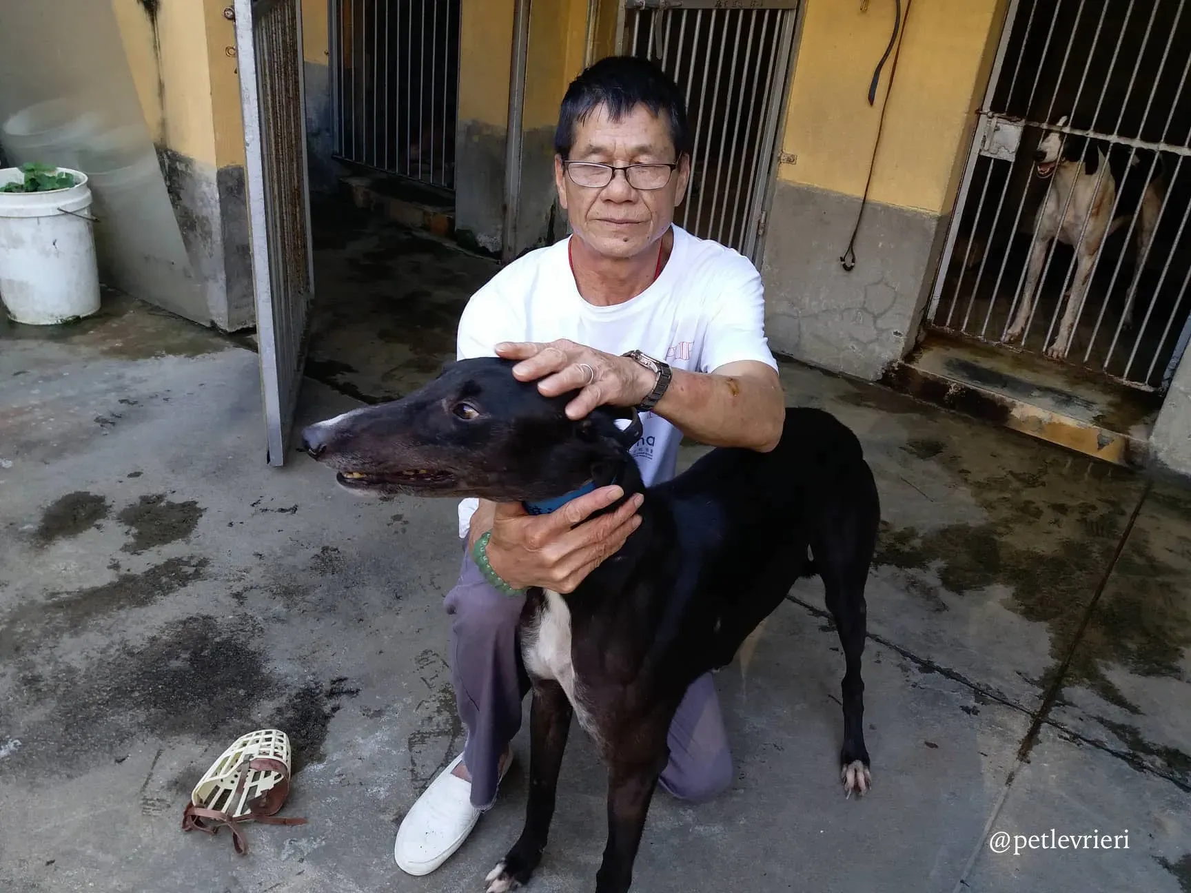 12 turramurra tom adozione greyhound macao