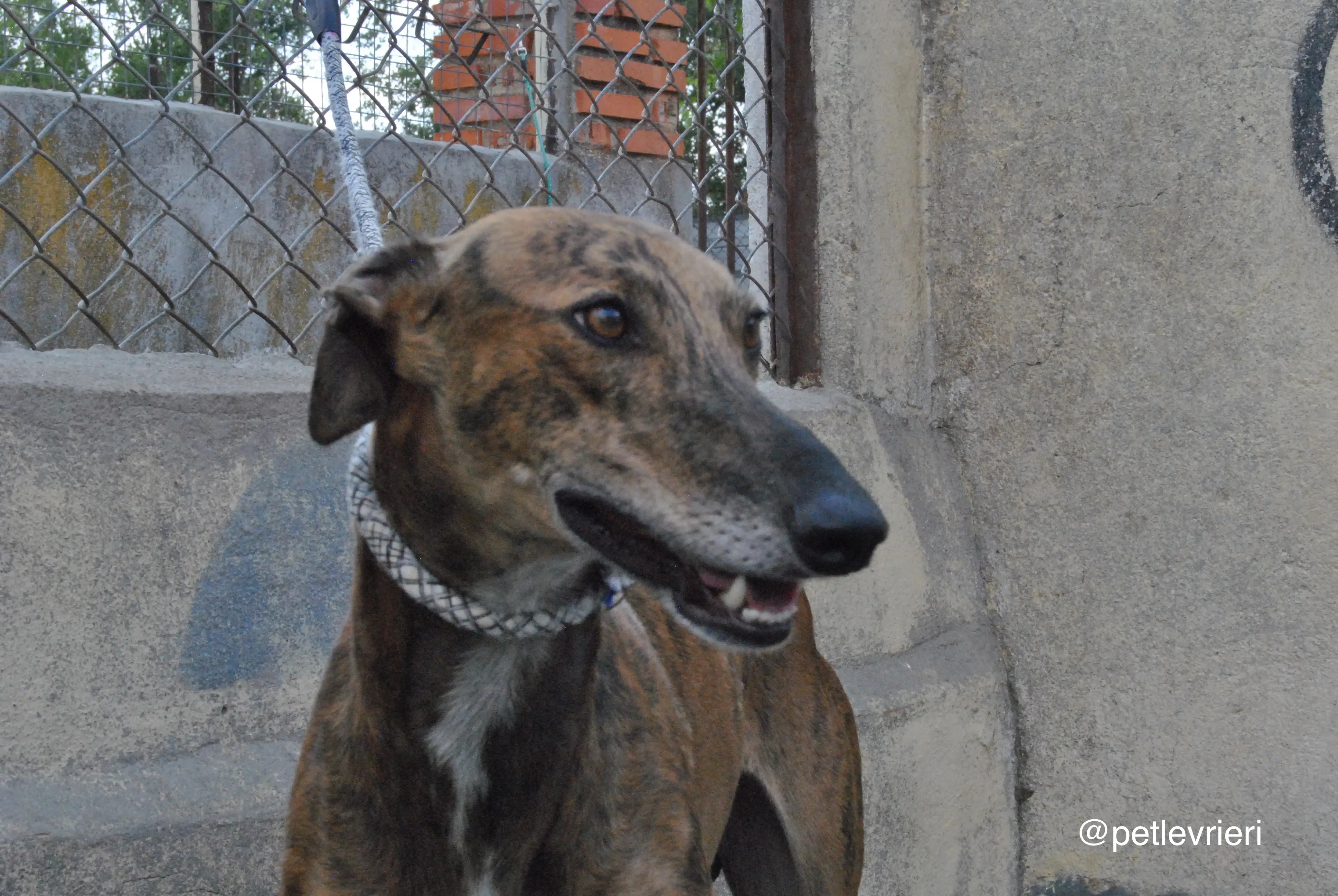 12 verdi adozione levrieri galgo